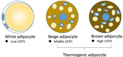 Latest advances in the regulatory genes of adipocyte thermogenesis